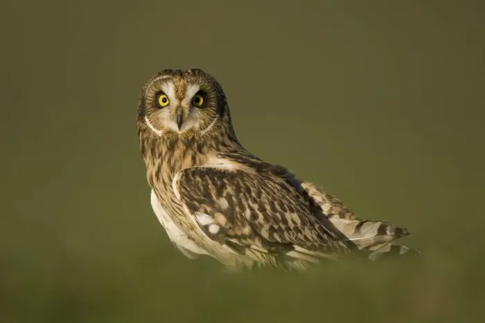 Framed Print : Short-eared owl (Asio flammeus) portrait, UK, captive, December Framed Print : Short-eared owl (Asio flammeus) portrait, UK, captive, December