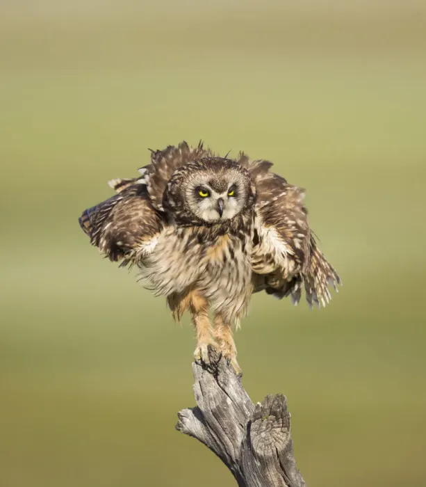 Framed Print : Short-eared Owl (Asio flammeus) shaking after preening while perched on fencepost Framed Print : Short-eared Owl (Asio flammeus) shaking after preening while perched on fencepost