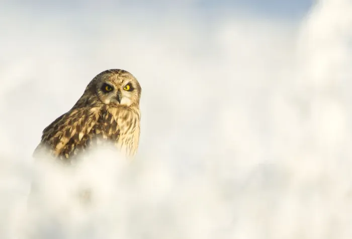 Framed Print : Short-eared owl (Asio flammeus) in the snow, Worlaby Carr, Lincolnshire, England