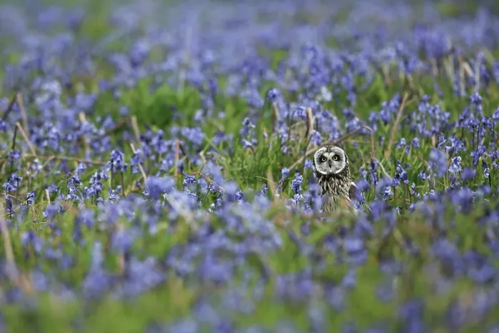 Framed Print : Short-eared owl (Asio flammeus) standing in field of Bluebells (Hyacinthoides non-scripta), Skomer, Wales, UK. May Framed Print : Short-eared owl (Asio flammeus) standing in field of Bluebells (Hyacinthoides non-scripta), Skomer, Wales, UK. May
