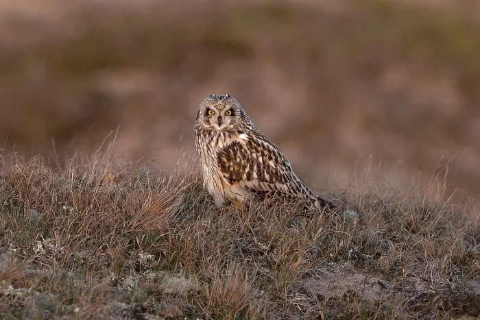Framed Print : Short-eared owl (Asio flammeus) standing on the ground, Winterton, Norfolk, UK. February Framed Print : Short-eared owl (Asio flammeus) standing on the ground, Winterton, Norfolk, UK. February