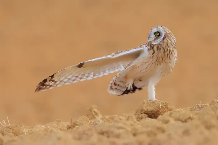 Framed Print : Short-eared owl (Asio flammeus) standing on one leg with a wing outstretched on fallow farmland, Valladolid, Spain. August Framed Print : Short-eared owl (Asio flammeus) standing on one leg with a wing outstretched on fallow farmland, Valladolid, Spain. August