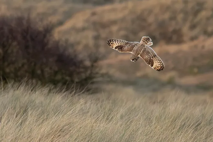 Framed Print : Short-eared owl (Asio flammeus) swooping down, hunting over grassland, Winterton, Norfolk, England, UK. January Framed Print : Short-eared owl (Asio flammeus) swooping down, hunting over grassland, Winterton, Norfolk, England, UK. January