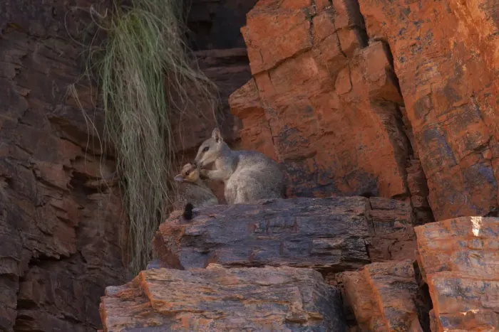 Framed Print : Short eared rock wallaby with offspring (Petrogale brachyotis brachotis), Ord River