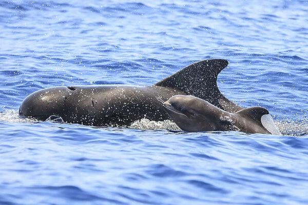 Short-finned pilot whale (Globicephala macrorhynchus) mother and calf surfacing, South Tenerife