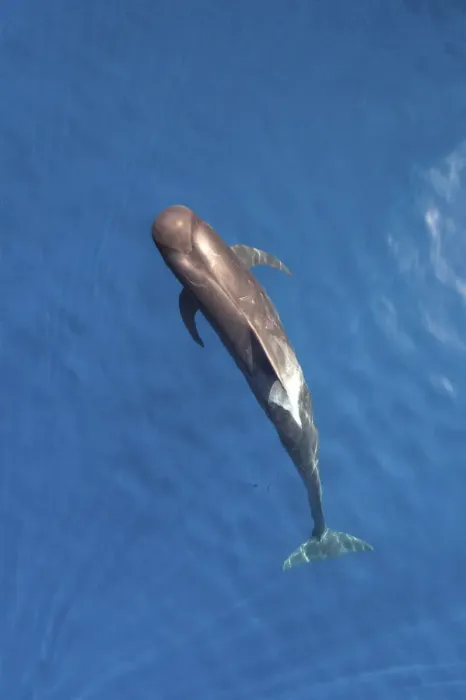 Framed Print : Short-finned pilot whale (Globicephala macrorhynchus) aerial view, Baja California Framed Print : Short-finned pilot whale (Globicephala macrorhynchus) aerial view, Baja California