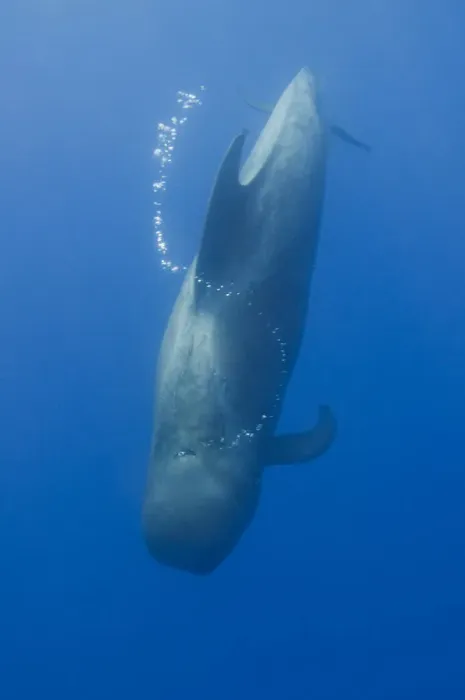 Framed Print : Short finned pilot whale (Globicephala macrorhynchus) diving with air bubble trail Framed Print : Short finned pilot whale (Globicephala macrorhynchus) diving with air bubble trail