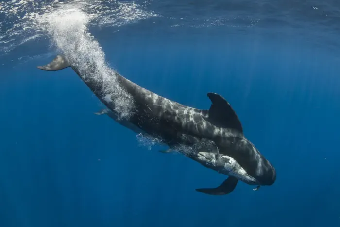 Framed Print : Short-finned pilot whale (Globicephala macrorhynchus) female carrying dead calf Framed Print : Short-finned pilot whale (Globicephala macrorhynchus) female carrying dead calf