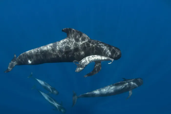 Framed Print : Short-finned pilot whale (Globicephala macrorhynchus) female carrying dead calf Framed Print : Short-finned pilot whale (Globicephala macrorhynchus) female carrying dead calf