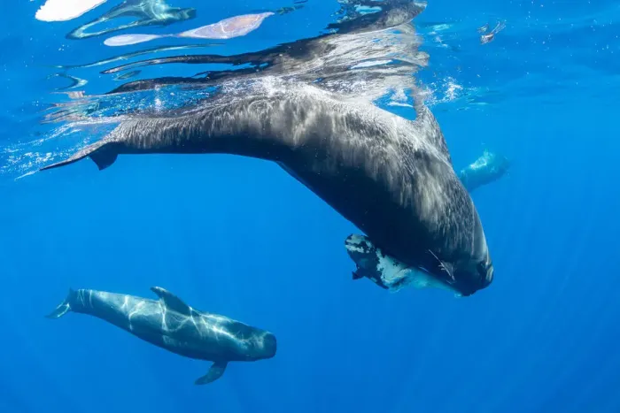 Framed Print : Short-finned pilot whale (Globicephala macrorhynchus) female carrying dead calf