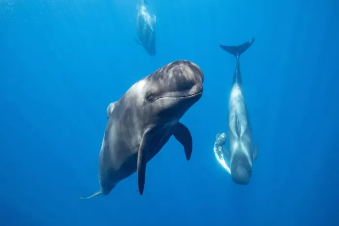Framed Print : Short-finned pilot whale (Globicephala macrorhynchus) male escort with female carrying Framed Print : Short-finned pilot whale (Globicephala macrorhynchus) male escort with female carrying
