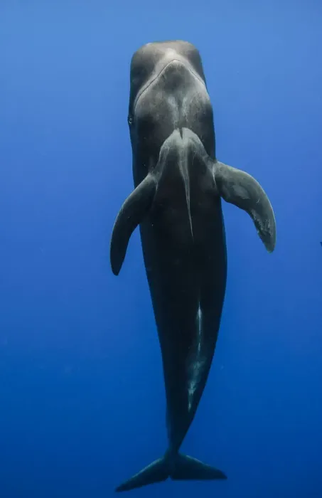 Framed Print : Short-finned pilot whale (Globicephala macrorhynchus) showing underside whilst vertical underwater Framed Print : Short-finned pilot whale (Globicephala macrorhynchus) showing underside whilst vertical underwater