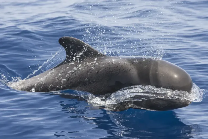 Framed Print : Short-finned pilot whale (Globicephala macrorhynchus) surfacing, South Tenerife, Canary Islands Framed Print : Short-finned pilot whale (Globicephala macrorhynchus) surfacing, South Tenerife, Canary Islands