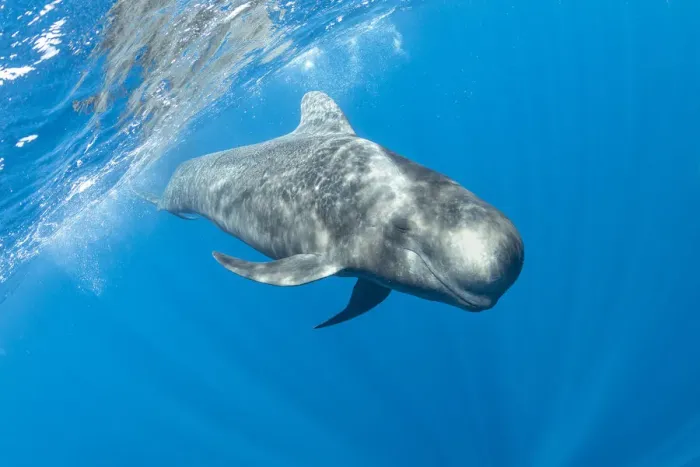 Framed Print : Short-finned pilot whale (Globicephala macrorhynchus) swimming below surface Framed Print : Short-finned pilot whale (Globicephala macrorhynchus) swimming below surface