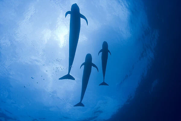Three Short-finned pilot whales (Globicephala macrorhynchus) close to the surface against the light