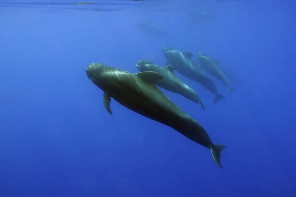 Four Short finned pilot whales (Globicephala macrorhynchus) in a line, Pico, Azores