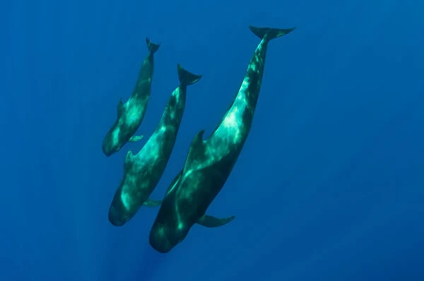 Three Short finned pilot whales (Globicephala macrorhynchus) Canary Islands, Spain