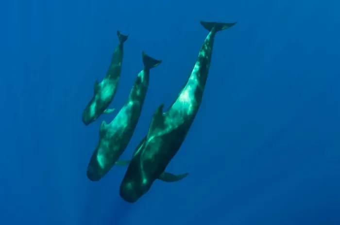 Framed Print : Three Short finned pilot whales (Globicephala macrorhynchus) Canary Islands, Spain Framed Print : Three Short finned pilot whales (Globicephala macrorhynchus) Canary Islands, Spain