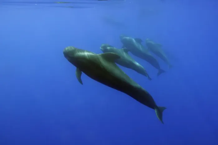 Framed Print : Four Short finned pilot whales (Globicephala macrorhynchus) in a line, Pico, Azores Framed Print : Four Short finned pilot whales (Globicephala macrorhynchus) in a line, Pico, Azores