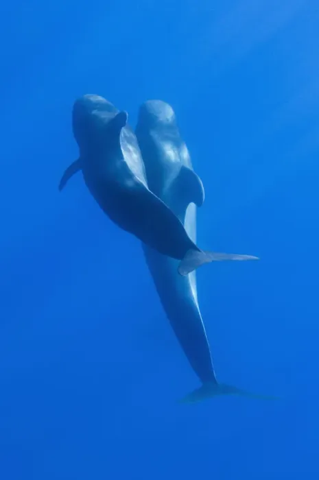 Framed Print : Two Short-finned pilot whales (Globicephala macrorhynchus) Pico, Azores, Portugal Framed Print : Two Short-finned pilot whales (Globicephala macrorhynchus) Pico, Azores, Portugal