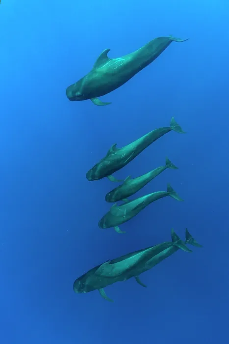 Framed Print : Short-finned pilot whales (Globicephala macrorhynchus) pod swimming underwater, Dominica, Caribbean Sea