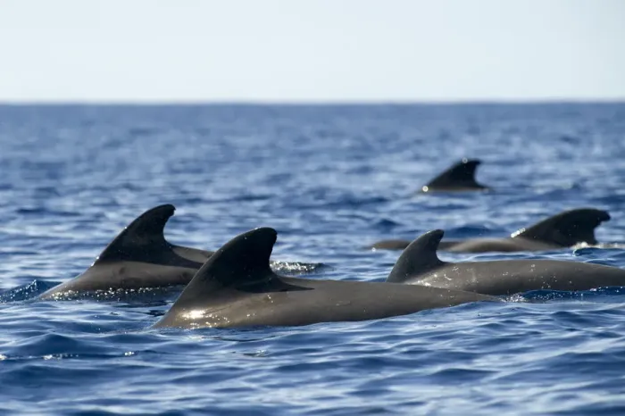 Framed Print : Short finned pilot whales (Globicephala macrorhynchus) surfacing, Pico, Azores, Portugal Framed Print : Short finned pilot whales (Globicephala macrorhynchus) surfacing, Pico, Azores, Portugal