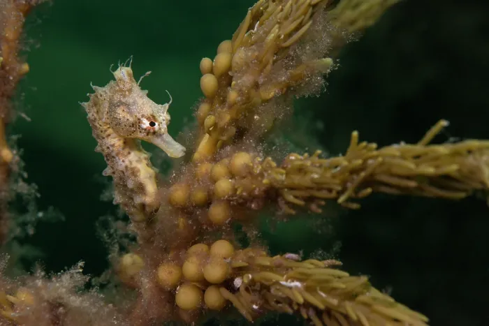 Framed Print : Short-headed seahorse (Hippocampus breviceps) camouflaged among seaweed, Edithburgh, South Australia, Pacific Ocean Framed Print : Short-headed seahorse (Hippocampus breviceps) camouflaged among seaweed, Edithburgh, South Australia, Pacific Ocean