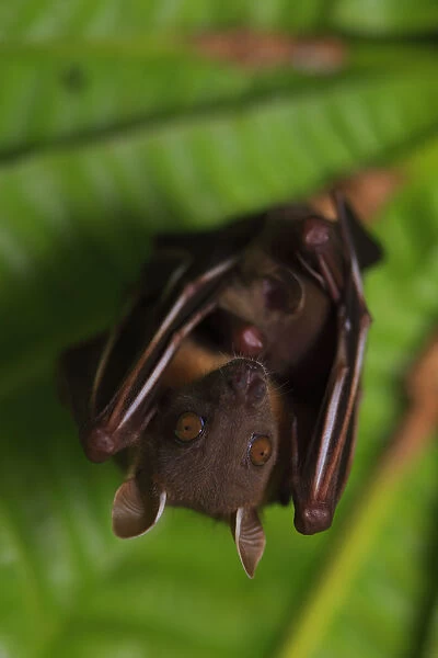 Short-nosed fruit-bat (Cynopterus brachyotis) roosting, Ko Chang Island, Thailand
