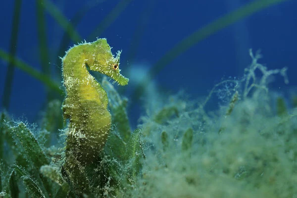 Short snouted seahorse (Hippocampus hippocampus) Malta, Mediteranean, June 2009