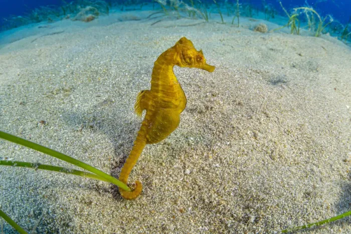 Framed Print : Short-snouted seahorse (Hippocampus hippocampus) male, Ponza Island, Italy
