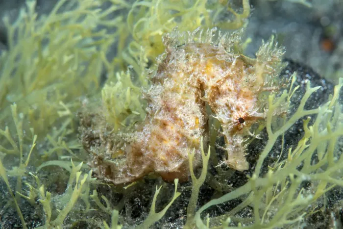 Framed Print : Short-snouted seahorse (Hippocampus hippocampus)Tenerife, Canary Islands Framed Print : Short-snouted seahorse (Hippocampus hippocampus)Tenerife, Canary Islands