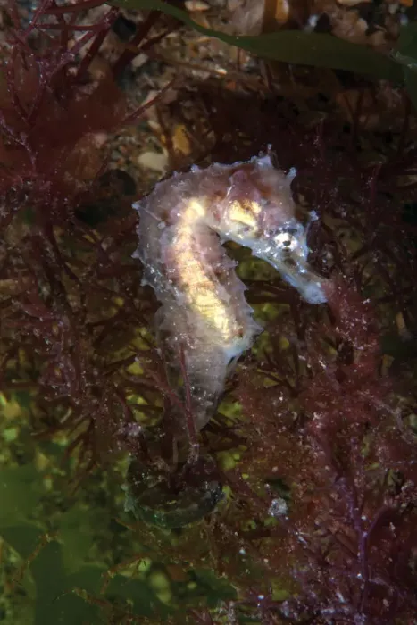 Framed Print : Short snouted seahorse juvenile (Hippocampus hippocampus) Sark, British Channel Islands, August Framed Print : Short snouted seahorse juvenile (Hippocampus hippocampus) Sark, British Channel Islands, August
