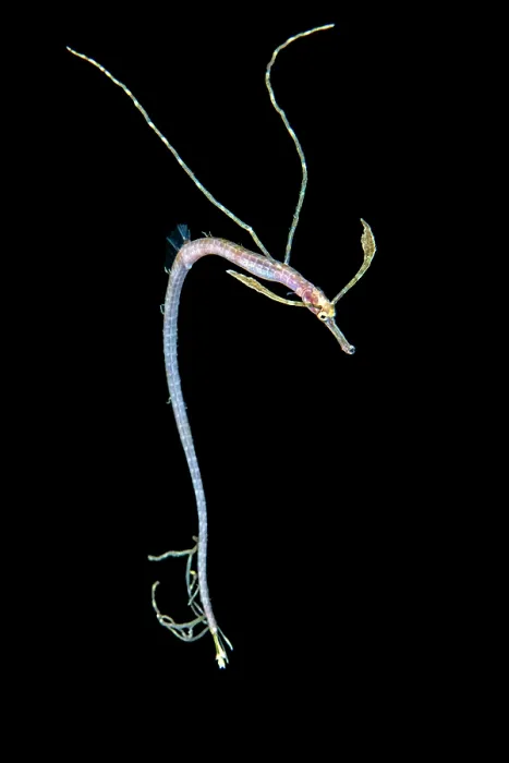 Framed Print : Short-tailed pipefish (Trachyrhamphus bicoarctatus) pelagic larval stage, portrait, Anilao, Batangas marine protected area, Luzon, Philippines, Verde Island Passages Framed Print : Short-tailed pipefish (Trachyrhamphus bicoarctatus) pelagic larval stage, portrait, Anilao, Batangas marine protected area, Luzon, Philippines, Verde Island Passages