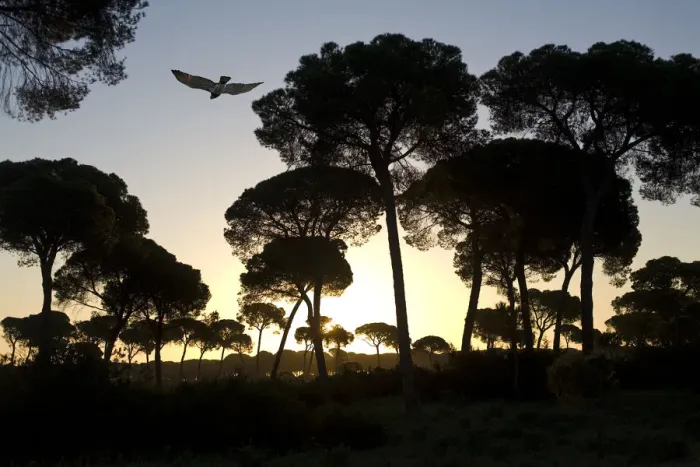 Framed Print : Short-toed Eagle (circaetus gallicus) flying amongst Stone Pines (Pinus pinea). Coto Donyana Framed Print : Short-toed Eagle (circaetus gallicus) flying amongst Stone Pines (Pinus pinea). Coto Donyana