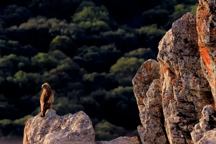 Framed Print : Short-toed snake eagle (Circaetus gallicus) perched on rock, Sierra de Grazalema Natural Park, southern Spain. August Framed Print : Short-toed snake eagle (Circaetus gallicus) perched on rock, Sierra de Grazalema Natural Park, southern Spain. August
