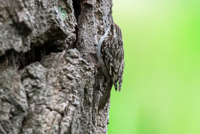 Framed Print : Short-toed treecreeper (Certhia brachydactyla) foraging for invertebrates on bark of tree trunk in forest, Flanders, Belgium. May Framed Print : Short-toed treecreeper (Certhia brachydactyla) foraging for invertebrates on bark of tree trunk in forest, Flanders, Belgium. May