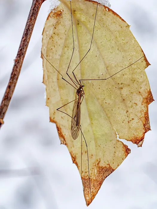 Framed Print : Short-winged cranefly (Tipula pagana) resting on a leaf, Podere Montecucco, Orvieto, Umbria, Italy. November. Focus stacked Framed Print : Short-winged cranefly (Tipula pagana) resting on a leaf, Podere Montecucco, Orvieto, Umbria, Italy. November. Focus stacked