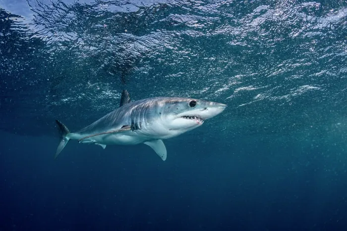 Framed Print : Shortfin mako shark (Isurus oxyrinchus) swimming near the surface in the pelagic waters off Cabo San Lucas, Baja California, Mexico, Pacific Ocean. Endangered