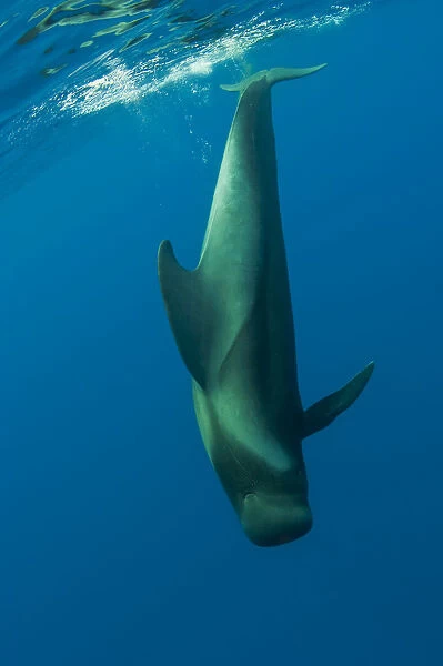 Shortfin pilot whale (Globicephala macrorhynchus) diving just below the surface, Canary Islands