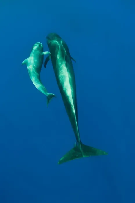 Framed Print : Shortfin pilot whale (Globicephala macrorhynchus) with baby, Canary Islands, Spain Framed Print : Shortfin pilot whale (Globicephala macrorhynchus) with baby, Canary Islands, Spain
