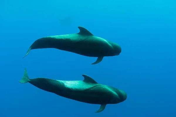 Two Shortfin pilot whales (Globicephala macrorhynchus) Canary Islands, Spain, Europe