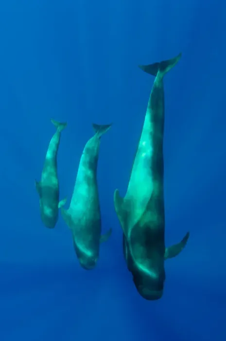 Framed Print : Three Shortfin pilot whales (Globicephala macrorhynchus) Canary Islands, Spain, Europe Framed Print : Three Shortfin pilot whales (Globicephala macrorhynchus) Canary Islands, Spain, Europe
