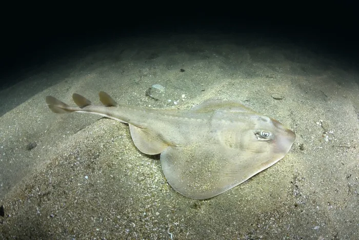 Framed Print : Shortnose guitarfish (Zapteryx brevirostris) female, resting on sandy seabed, Buzios, Brazil, southestern Atlantic Ocean. Endangered