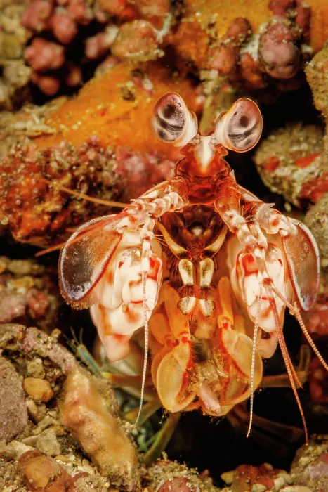 Framed Print : Shortnose mantis shrimp (Odontodactylus brevirostris) portrait, Hawaii, Pacific Ocean Framed Print : Shortnose mantis shrimp (Odontodactylus brevirostris) portrait, Hawaii, Pacific Ocean
