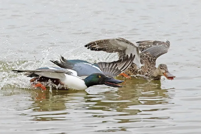 Framed Print : Shoveler (Anas clypeata) male chasing female on water, Cley Marshes, Norfolk, UK. March Framed Print : Shoveler (Anas clypeata) male chasing female on water, Cley Marshes, Norfolk, UK. March