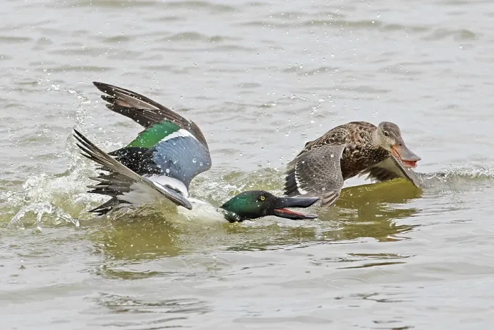 Framed Print : Shoveler (Anas clypeata) male chasing female on water, Cley Marshes, Norfolk, UK. March Framed Print : Shoveler (Anas clypeata) male chasing female on water, Cley Marshes, Norfolk, UK. March