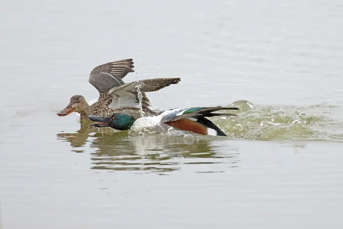 Framed Print : Shoveler (Anas clypeata) male chasing female on water, Cley Marshes, Norfolk, UK. March Framed Print : Shoveler (Anas clypeata) male chasing female on water, Cley Marshes, Norfolk, UK. March