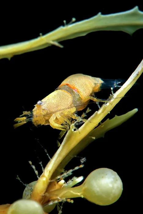Framed Print : Shrimp (Hippolyte coerulescens) among drifting Sargassum (Sargassum sp.), Tenerife, Canary Islands, Atlantic Ocean