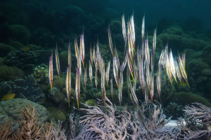 Framed Print : Shrimpfish / Razorfish (Aeoliscus punctatus / strigatus) have adapted to a vertical posture Framed Print : Shrimpfish / Razorfish (Aeoliscus punctatus / strigatus) have adapted to a vertical posture