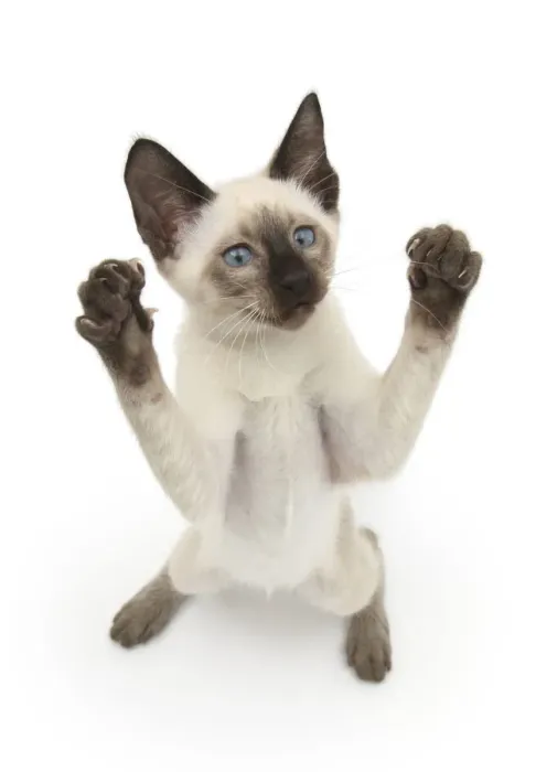 Framed Print : Siamese kitten, 10 weeks, reaching up Framed Print : Siamese kitten, 10 weeks, reaching up